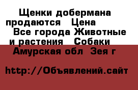 Щенки добермана  продаются › Цена ­ 45 000 - Все города Животные и растения » Собаки   . Амурская обл.,Зея г.